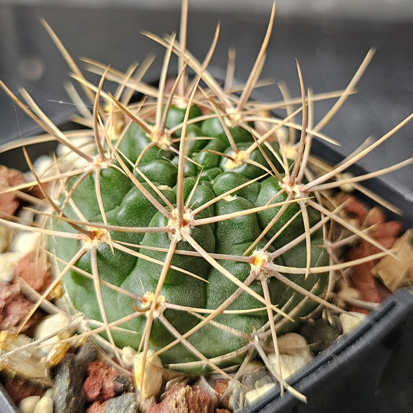 Gymnocalycium Bundle (4 plants) – Slow Grown Selection