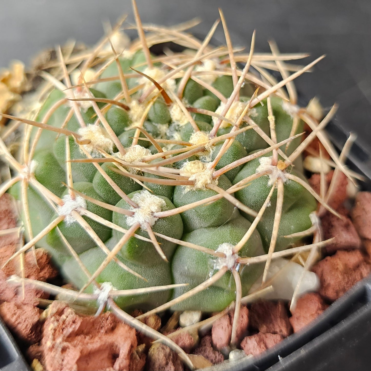 Gymnocalycium Bundle (4 plants) – Rugged Spine Forms