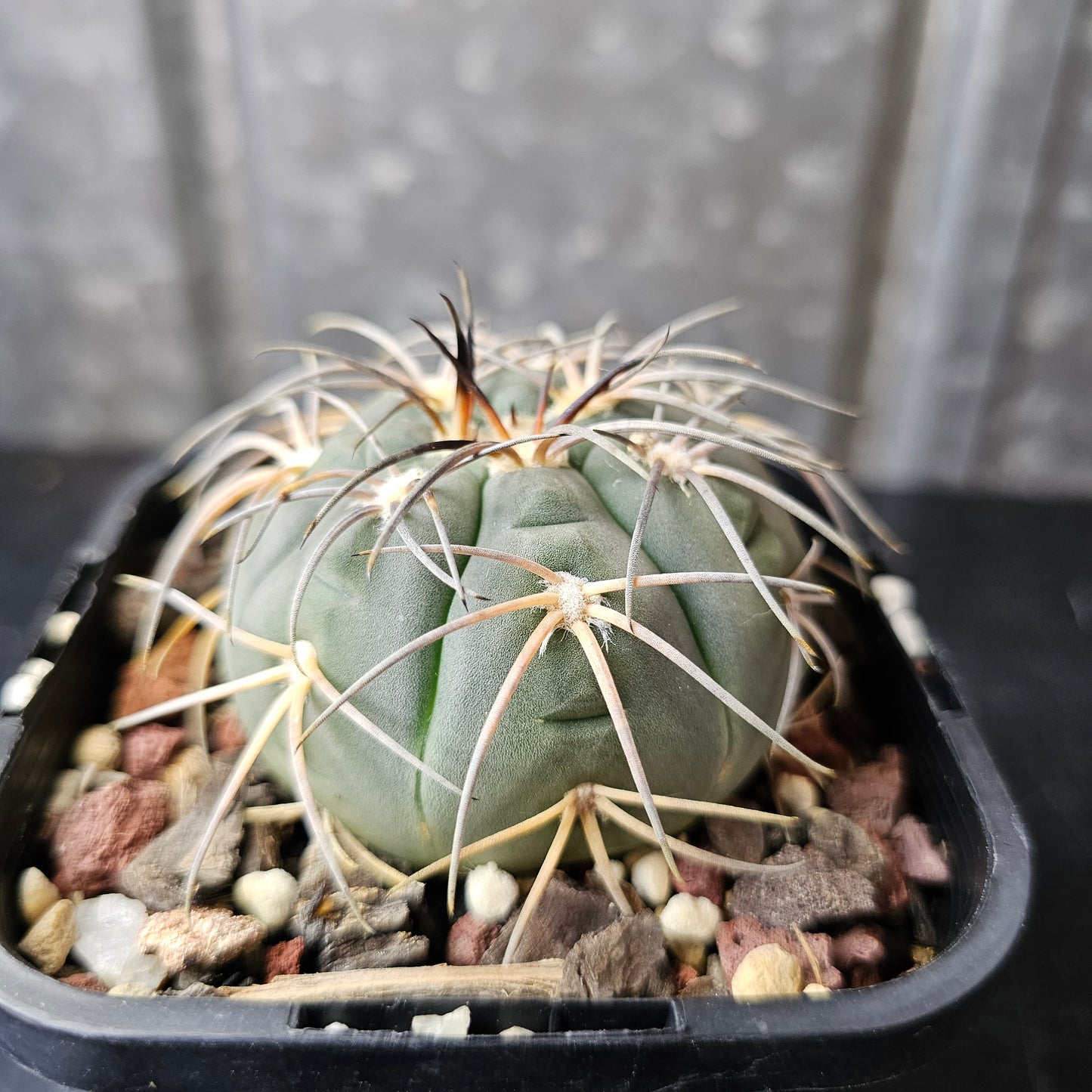 Gymnocalycium spegazzini (DJF248)
