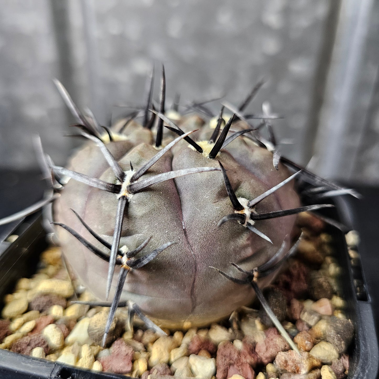Gymnocalycium striglianum