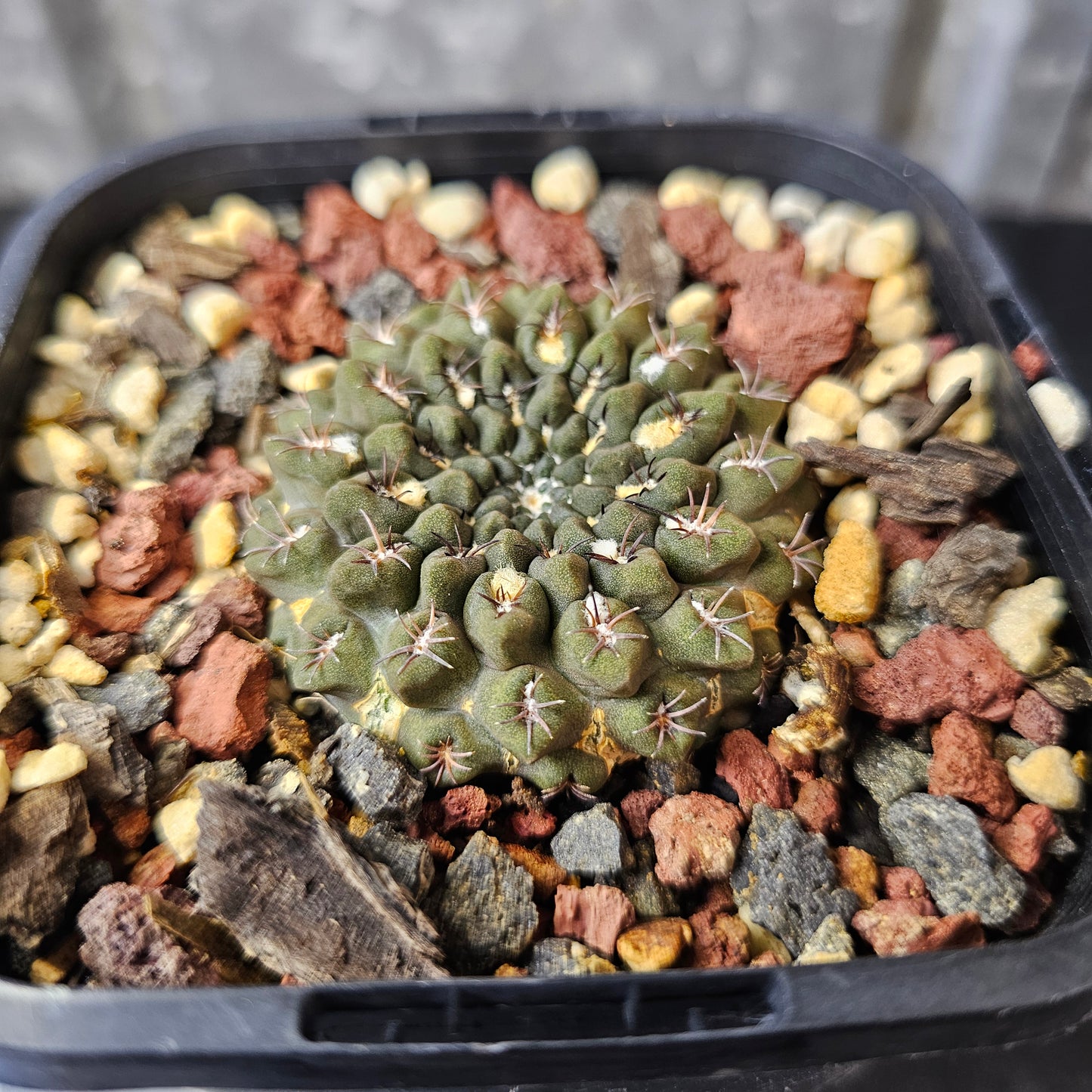 Neochilenia occulta - relic grade
