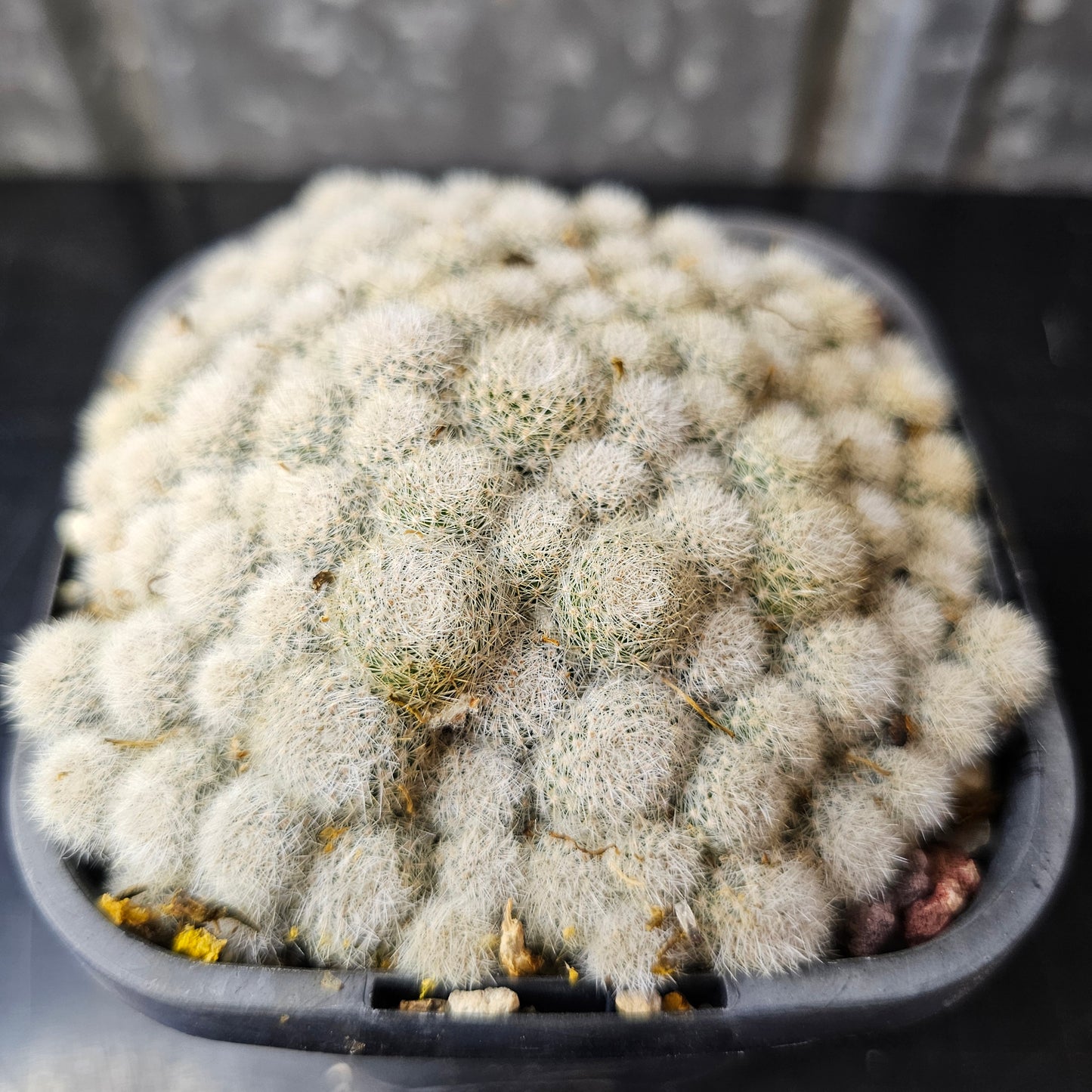 Rebutia sp. (micro heads)