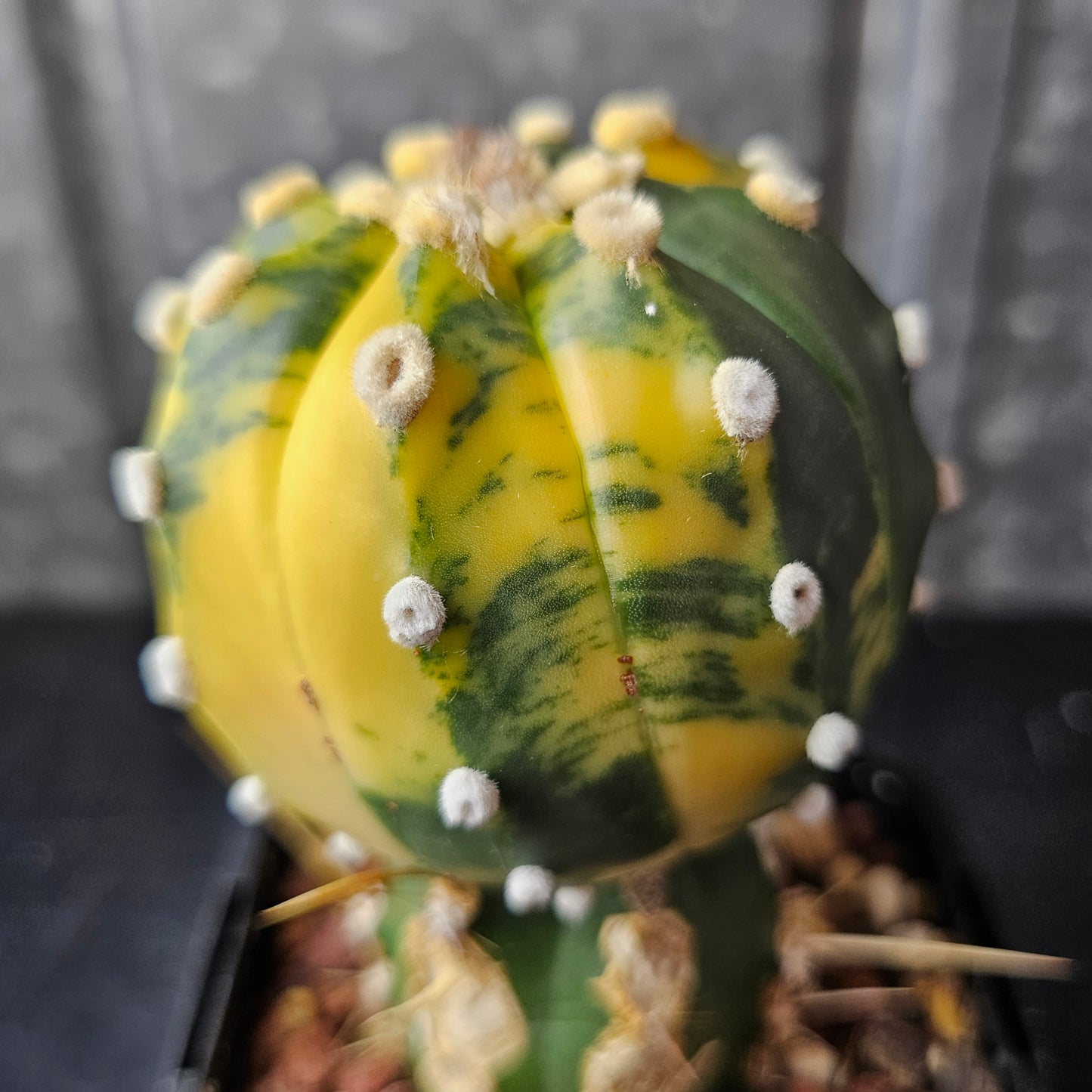 Astrophytum asterias variegated