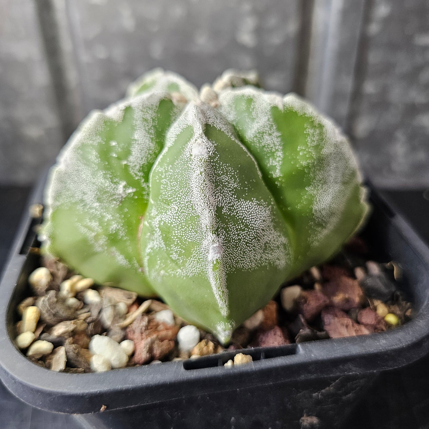 Astrophytum myriostigma