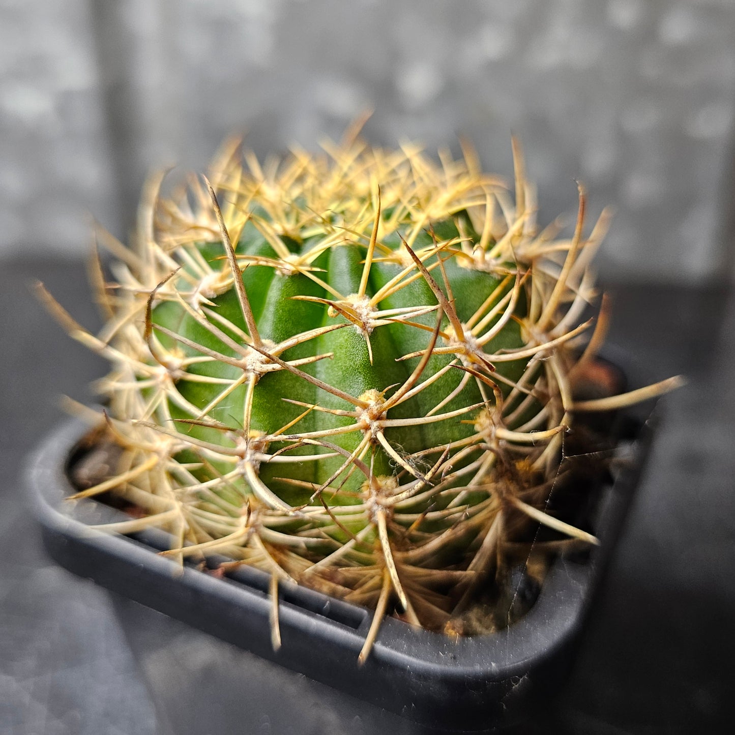 Lobivia hybrid (7ZM)