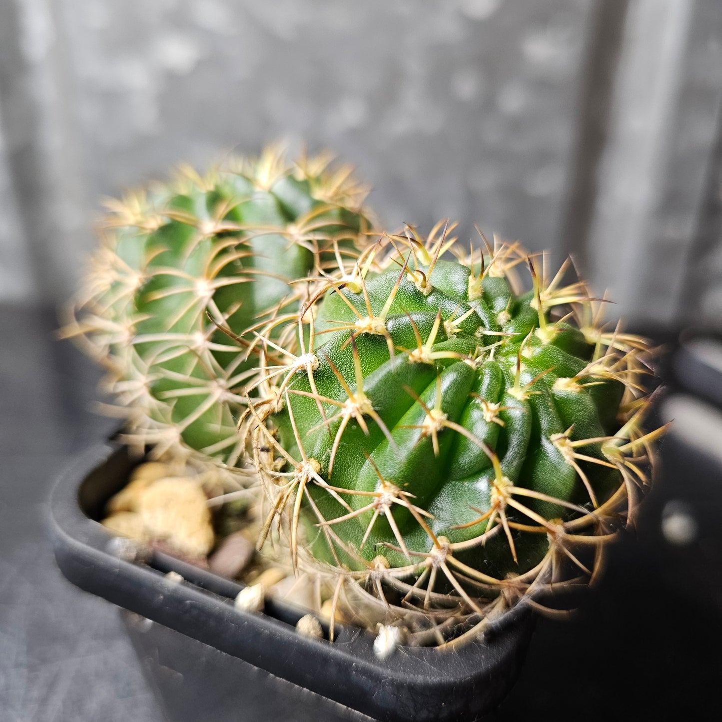 Lobivia hybrid (J27)
