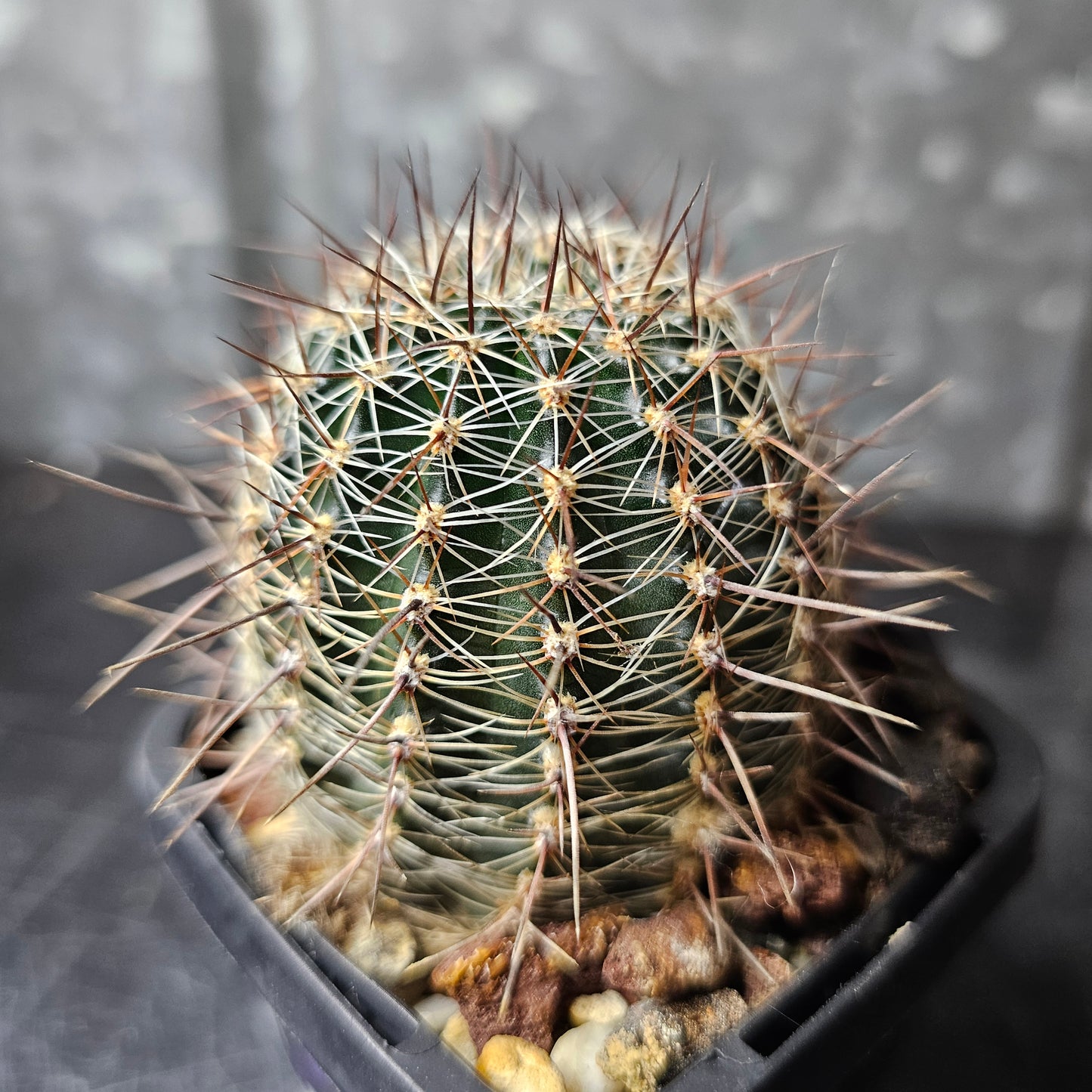 Lobivia hybrid (GB3)