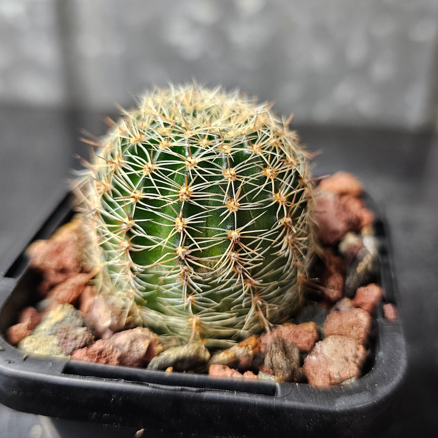 Lobivia hybrid (UJ5)