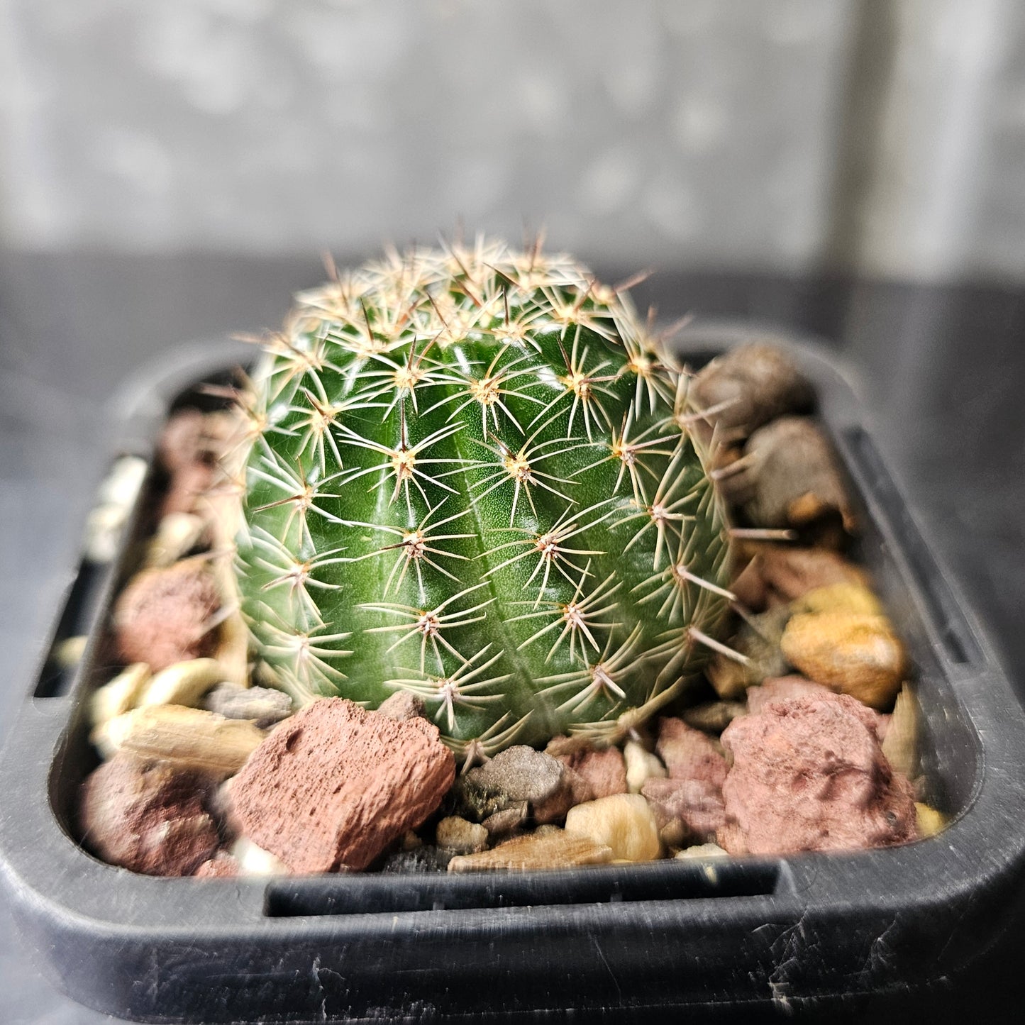 Lobivia hybrid (76P)