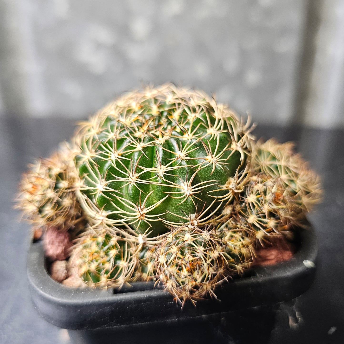 Lobivia hybrid (H3B)