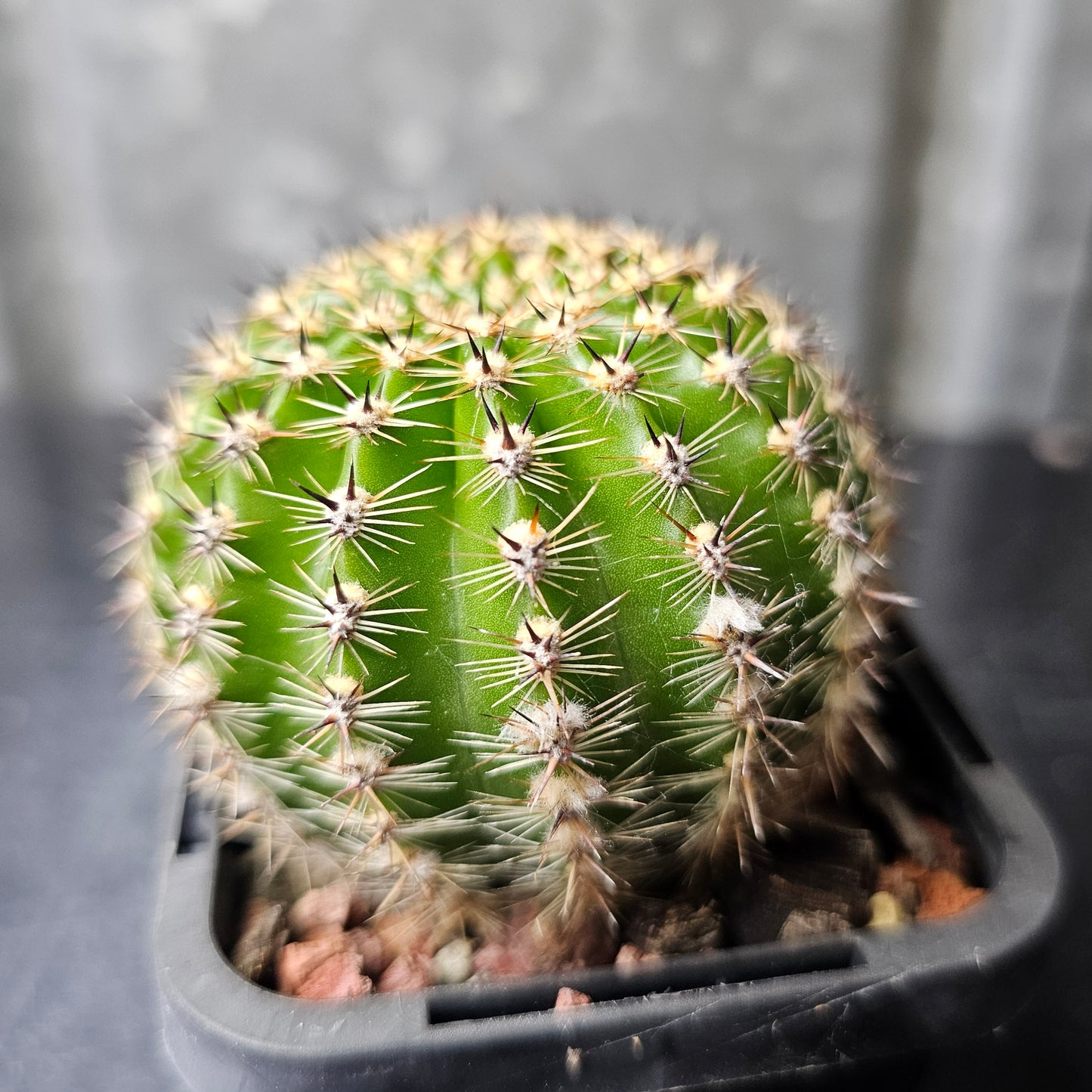 Lobivia hybrid (82W)
