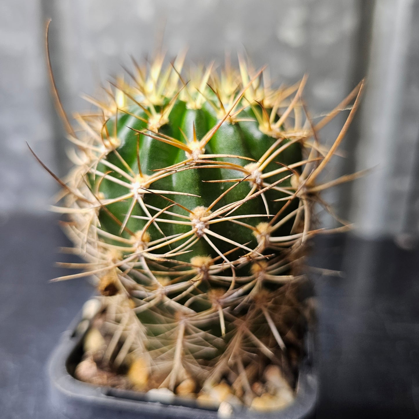 Lobivia hybrid (T6F)