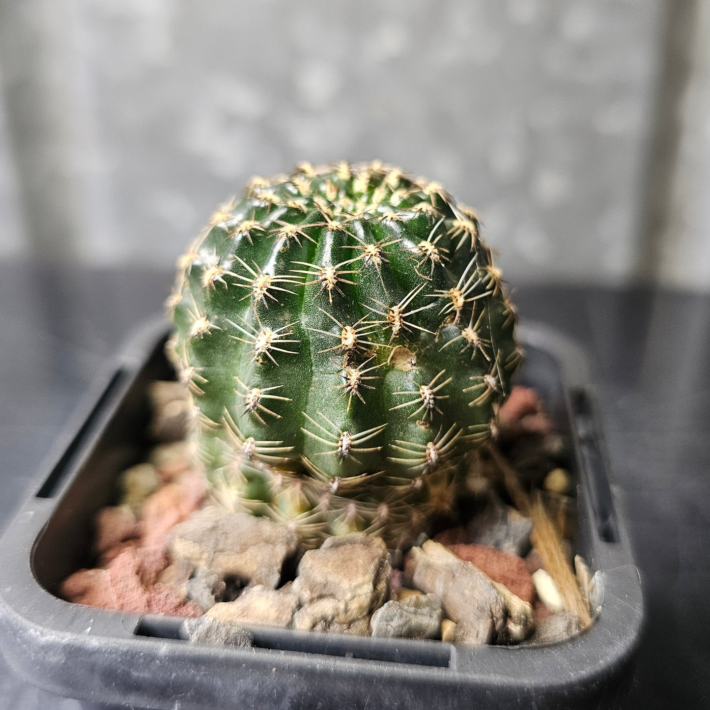 Lobivia hybrid (1TM)