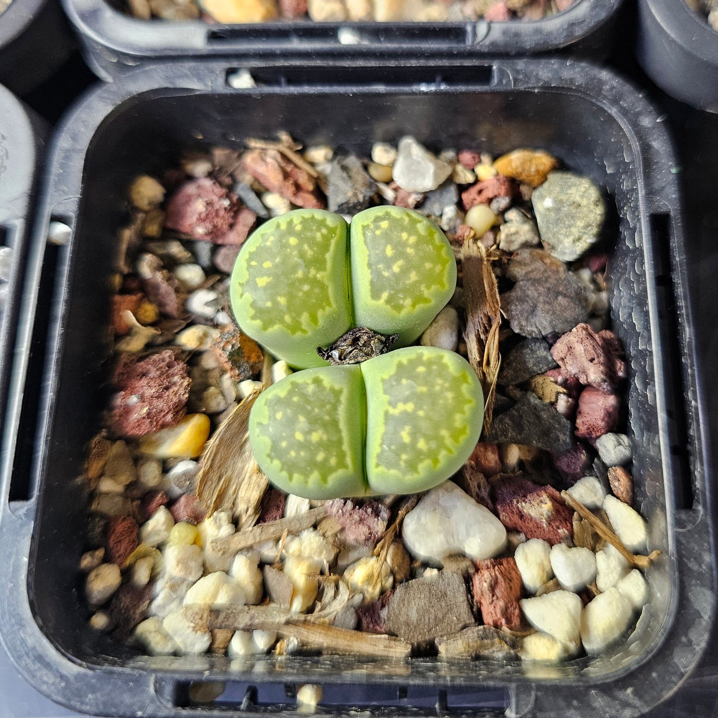 Panic Squirrel - 10 plants