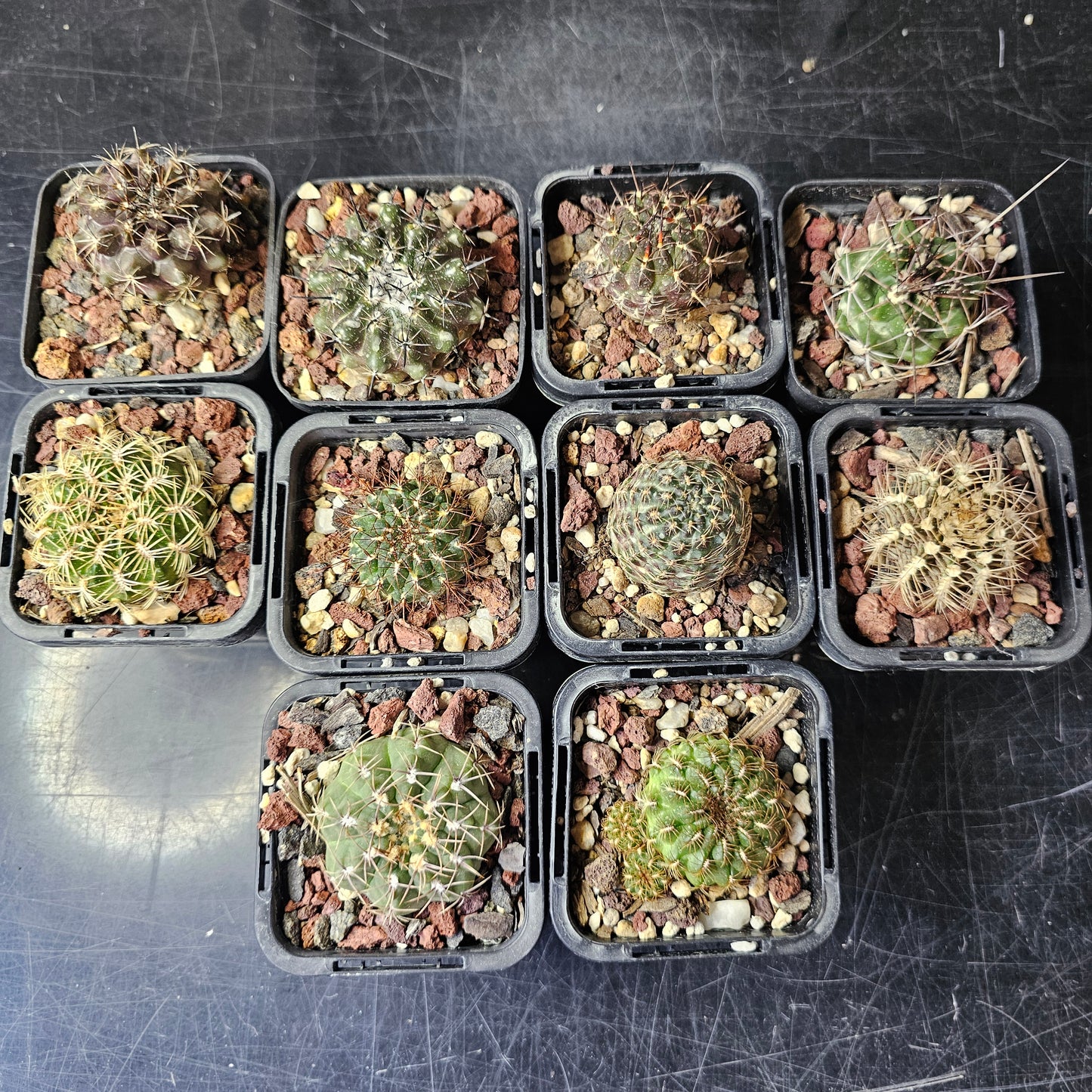 Squirrel Stash - 10 plants