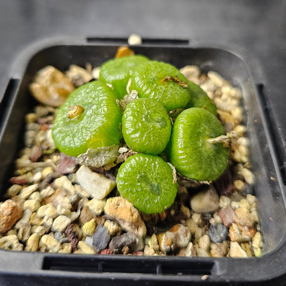 Conophytum ectypum