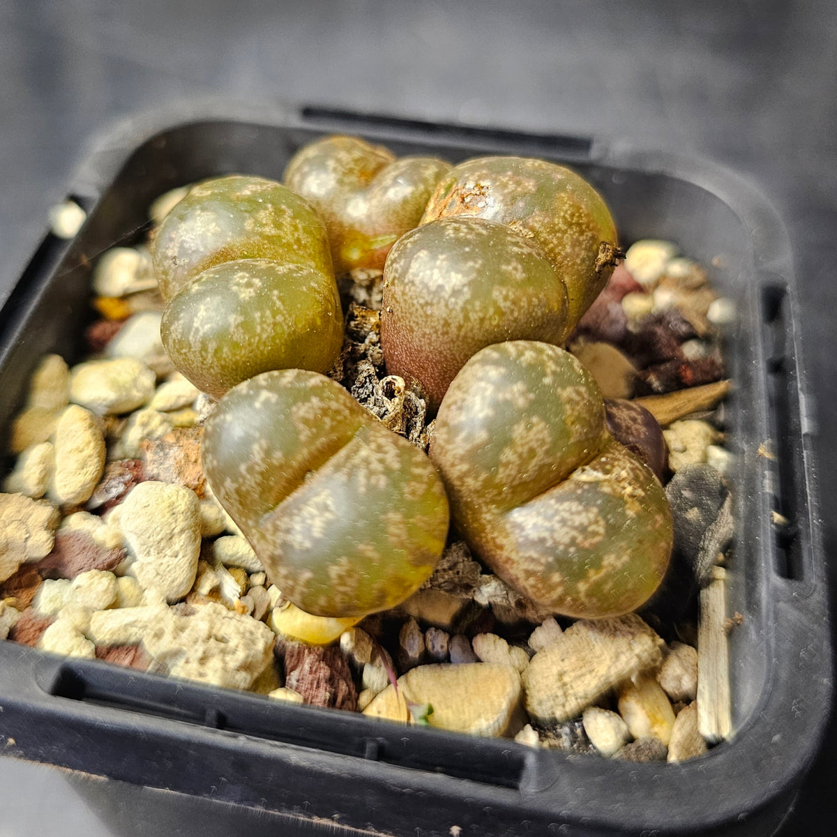 Conophytum pellucidum (w Garies)