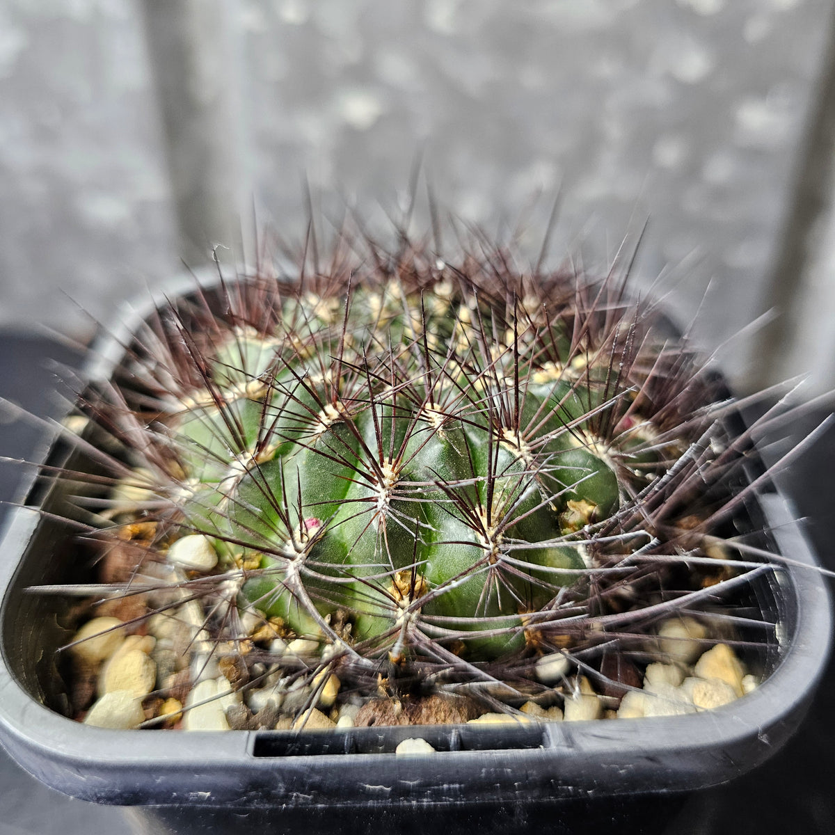 Sulcorebutia totorensis
