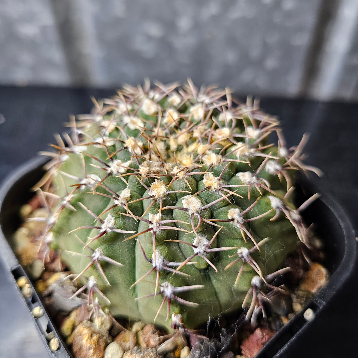 Gymnocalycium moserianum