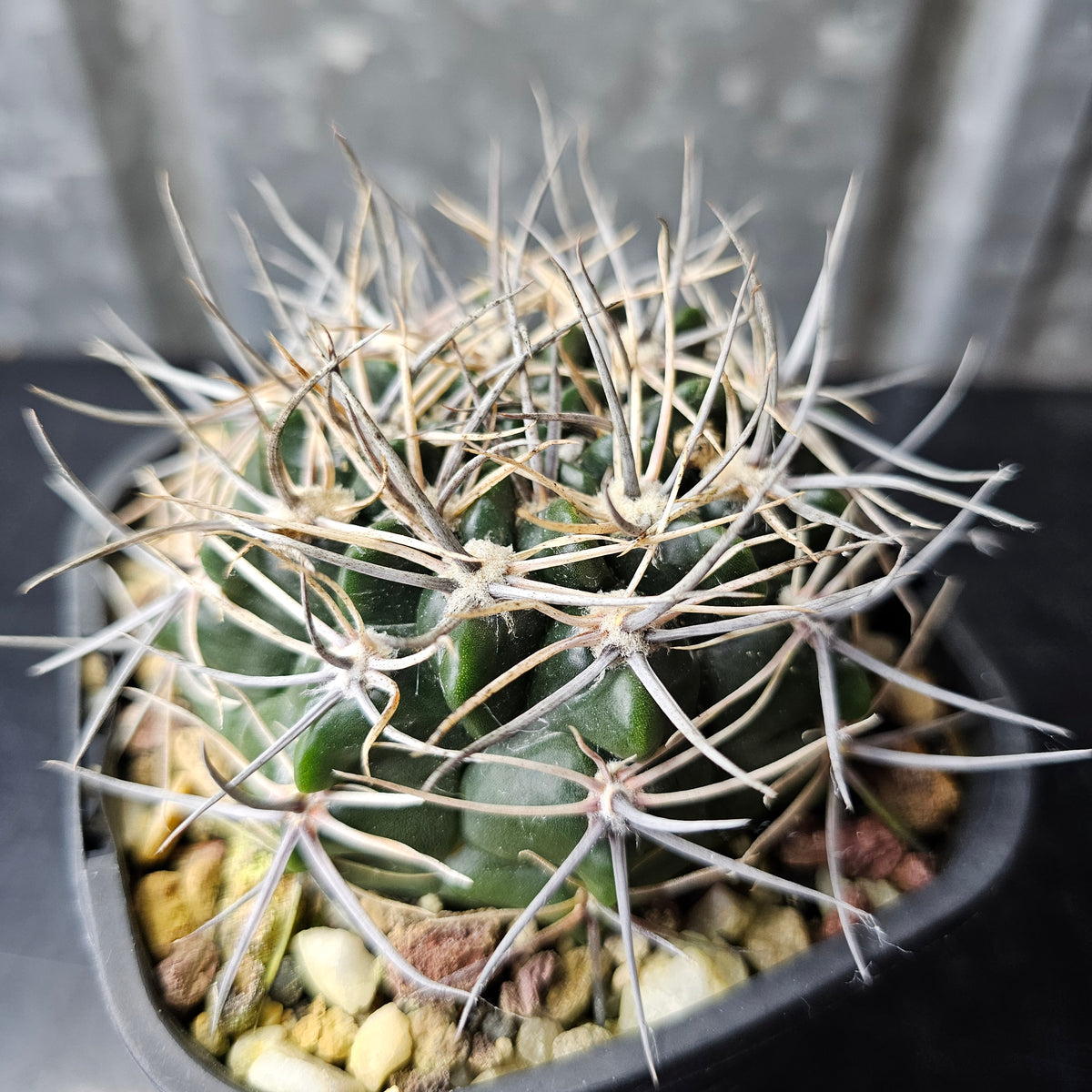 Gymnocalycium bicolor