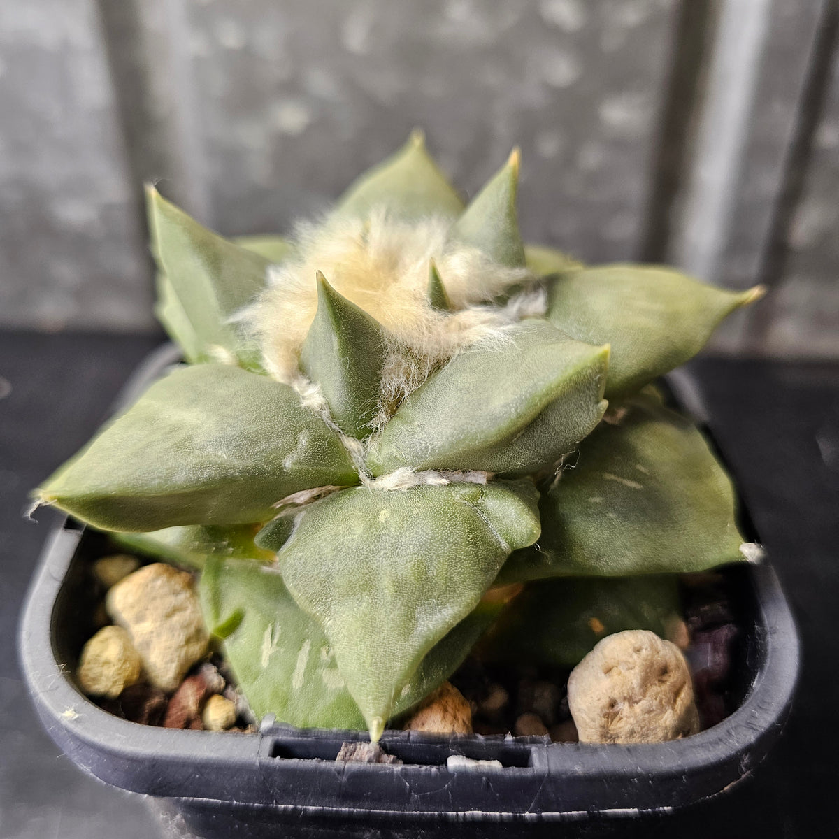 Large Ariocarpus hybrid