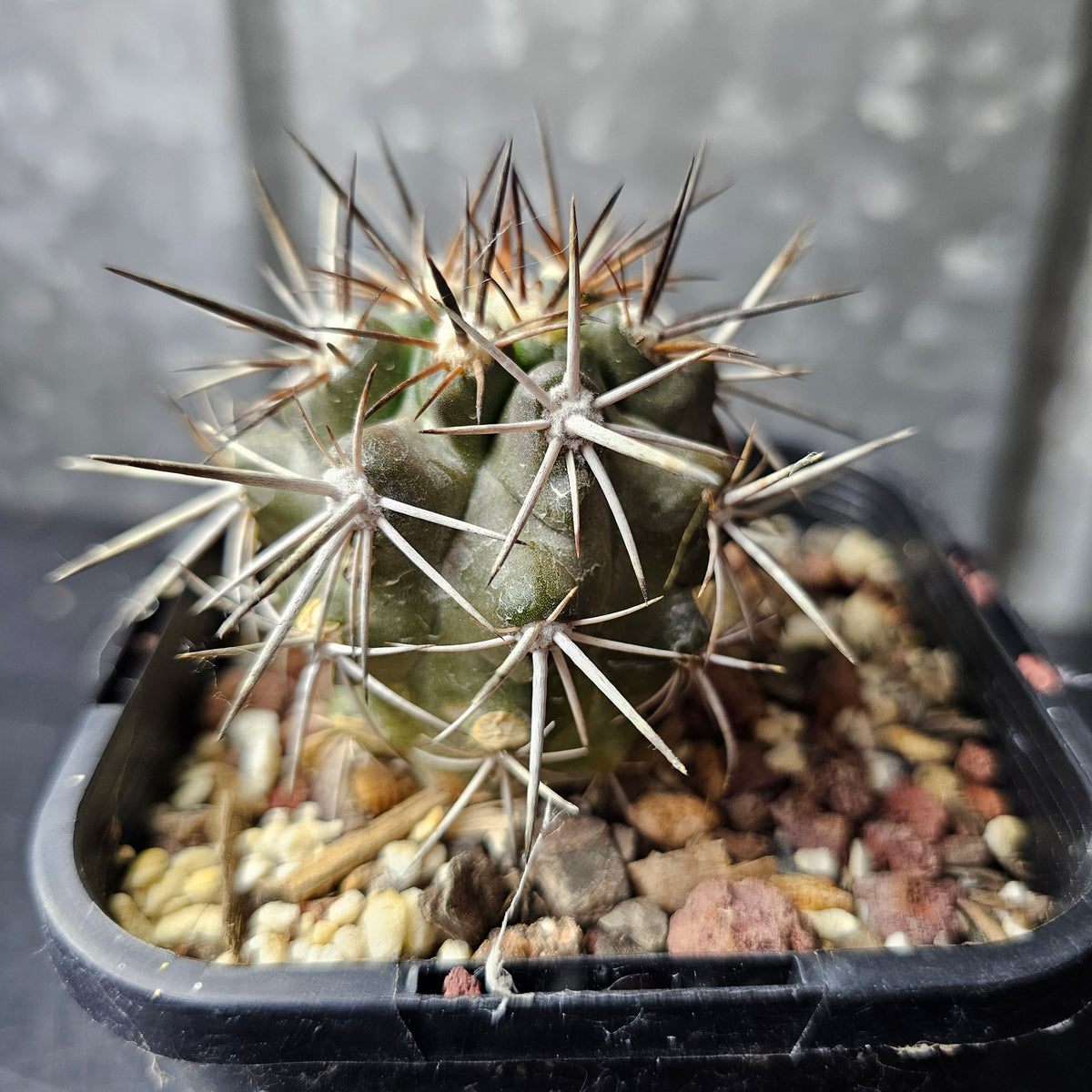 Copiapoa fiedleriana
