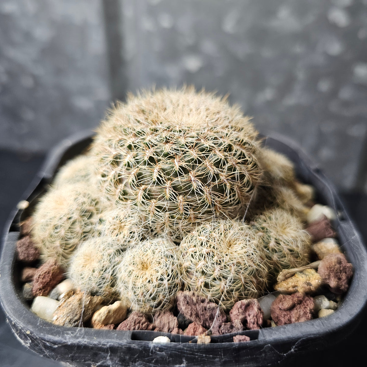 Sulcorebutia langeri