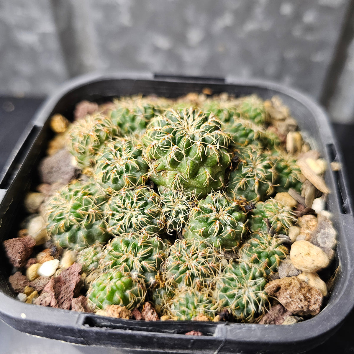 Sulcorebutia caniguerali v. applanata