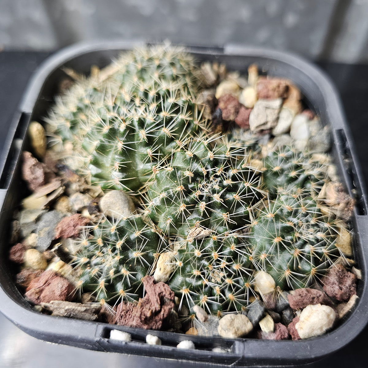 Rebutia pygmaea