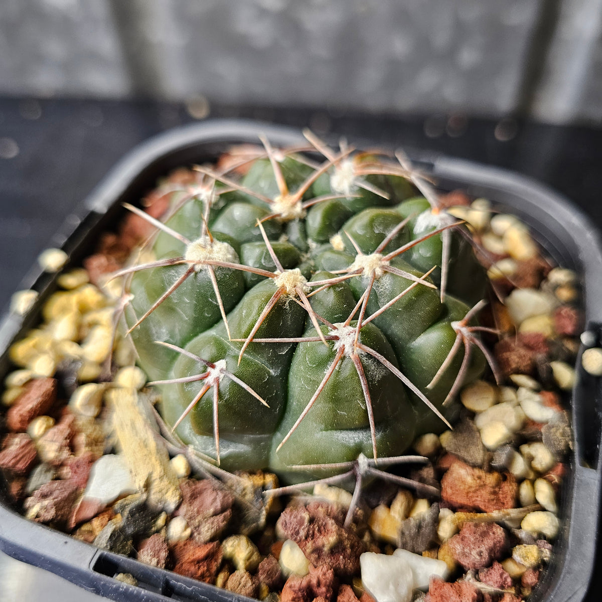 Gymnocalycium sutterianum aff.