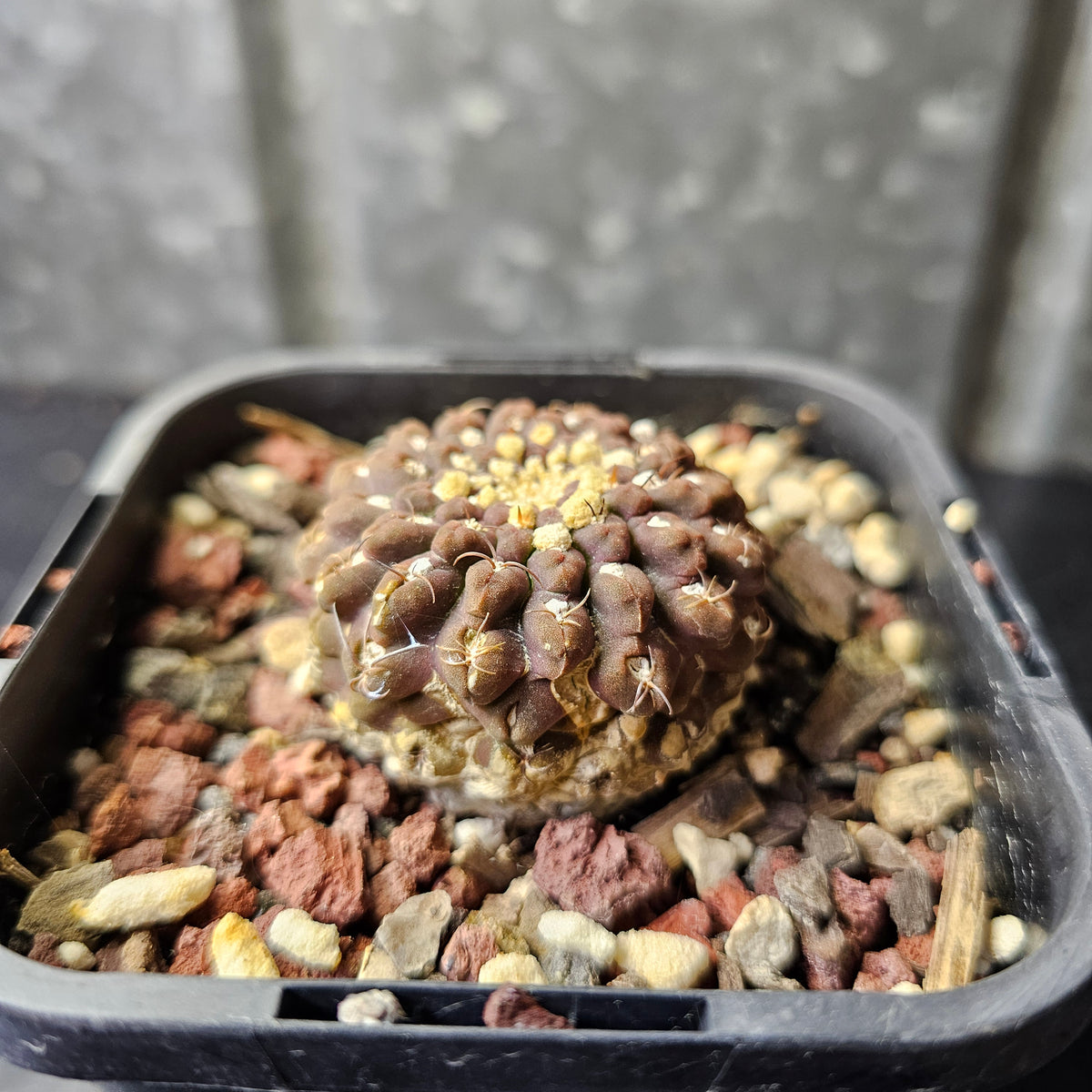 Chileorebutia glabrescens