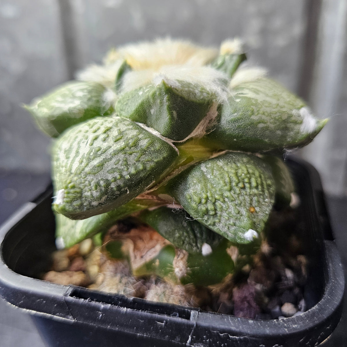 Ariocarpus Euro Hybrid