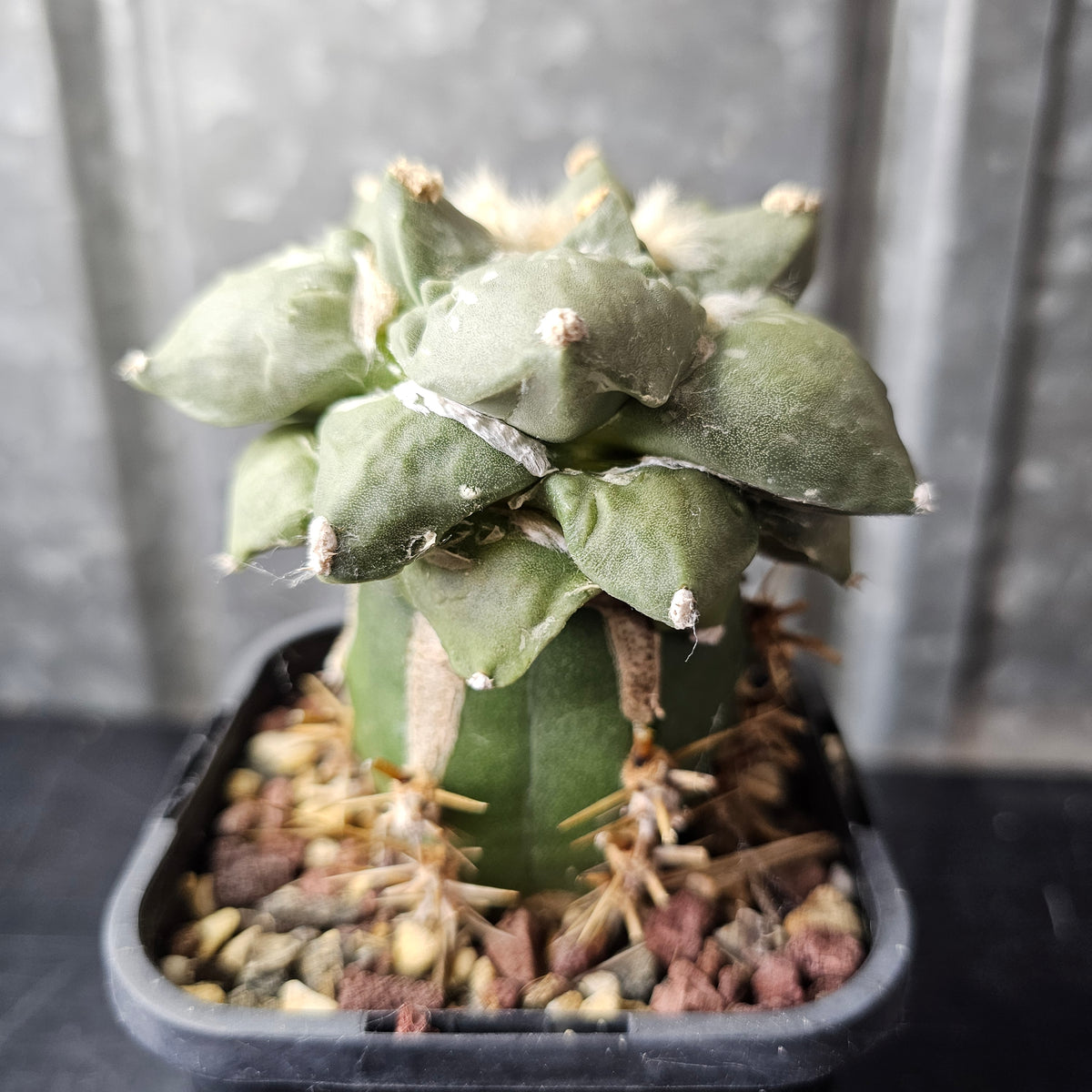 Ariocarpus cv. Cauliflower F1 Japan