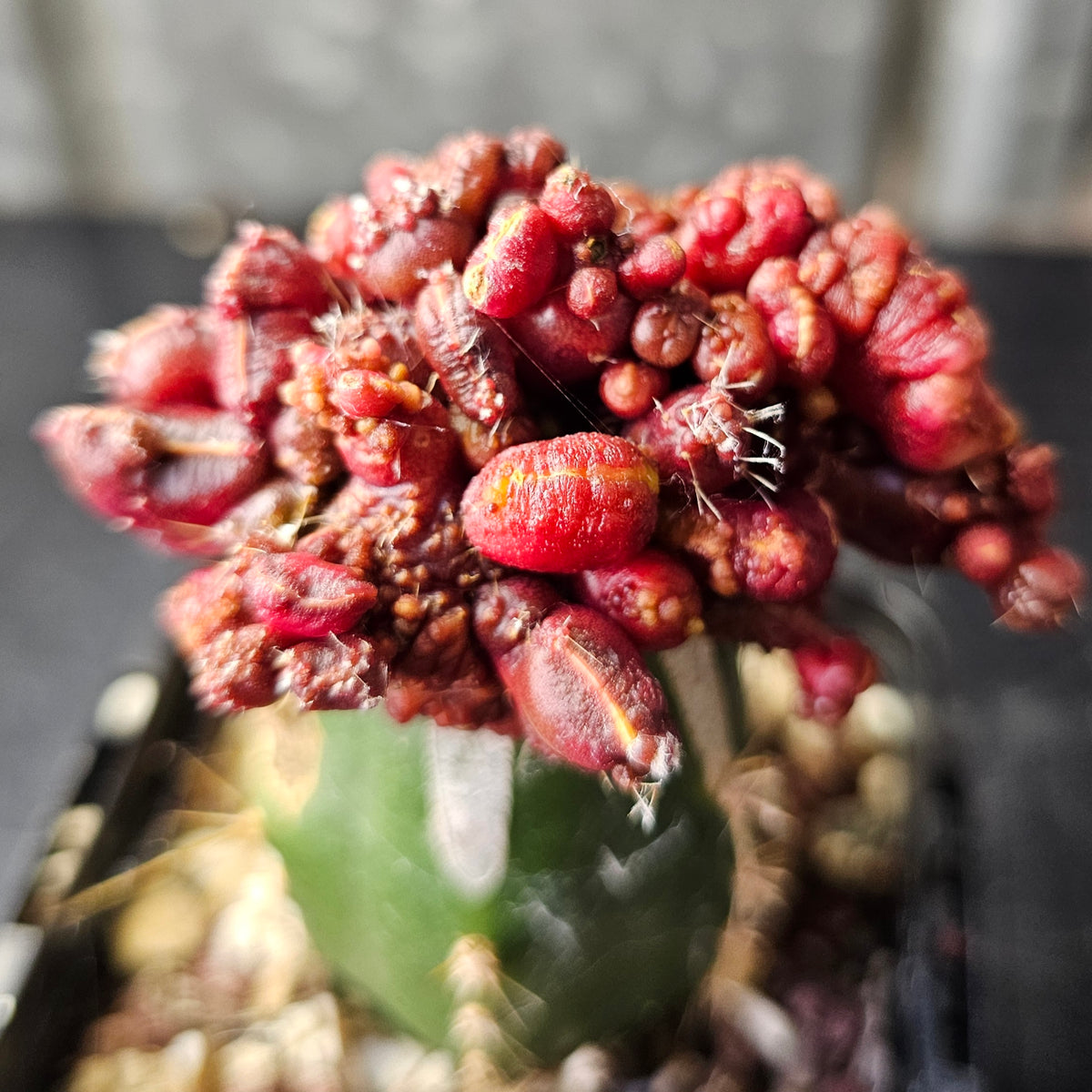 Echinopsis cv. Chocolate