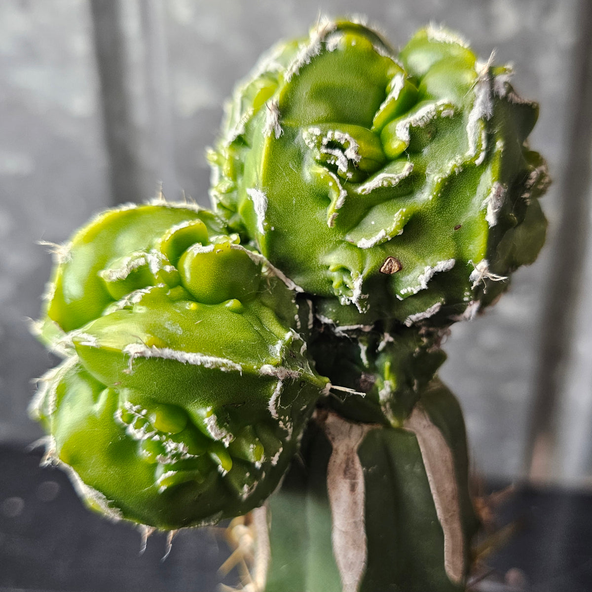 Astrophytum Myrio Hekiran Japan F1