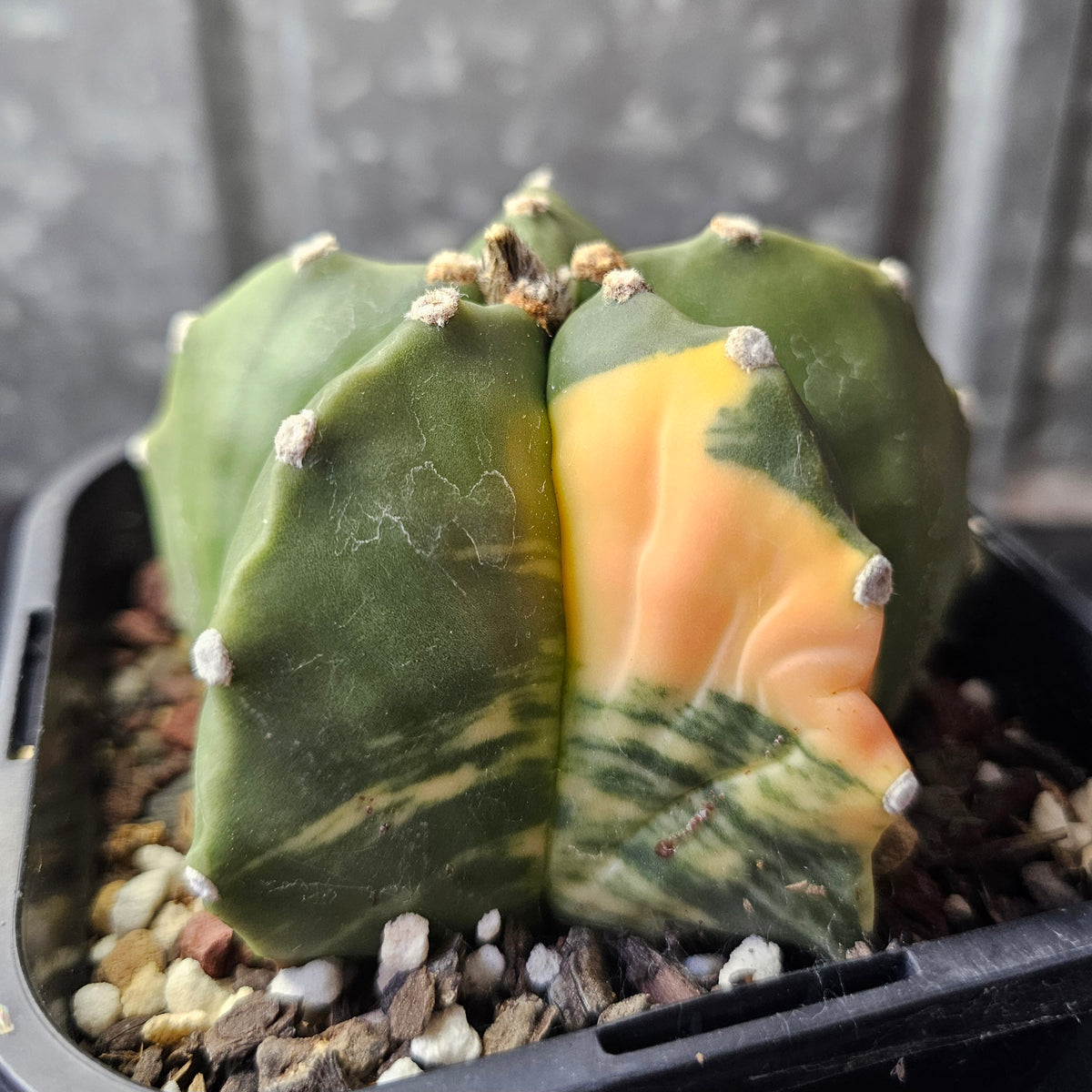 Astrophytum myriostigma variegated