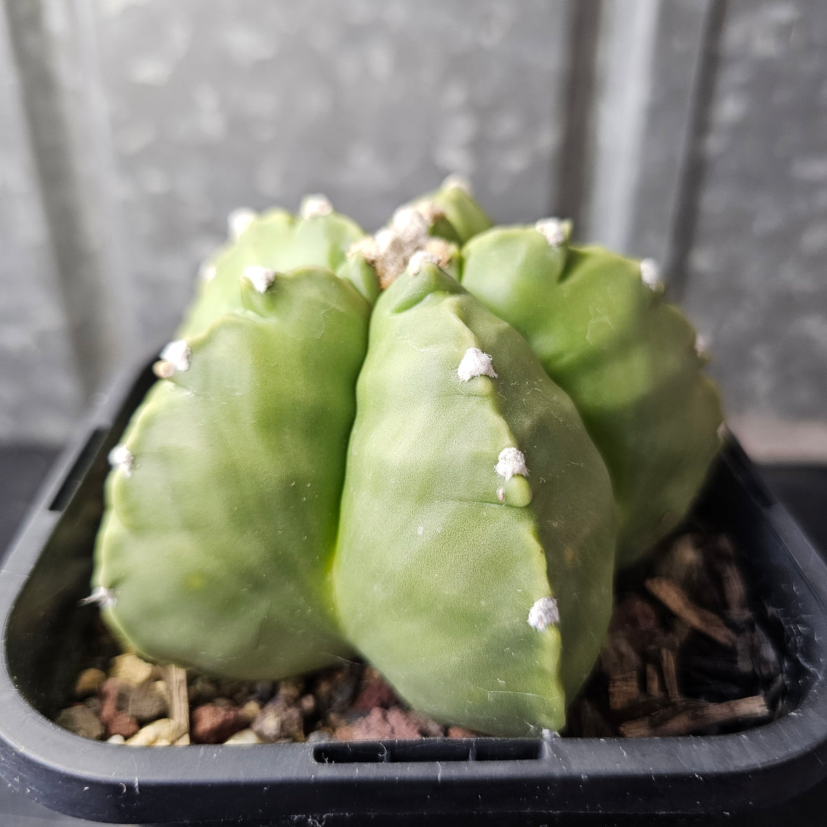 Astrophytum myriostigma cv. Kikko