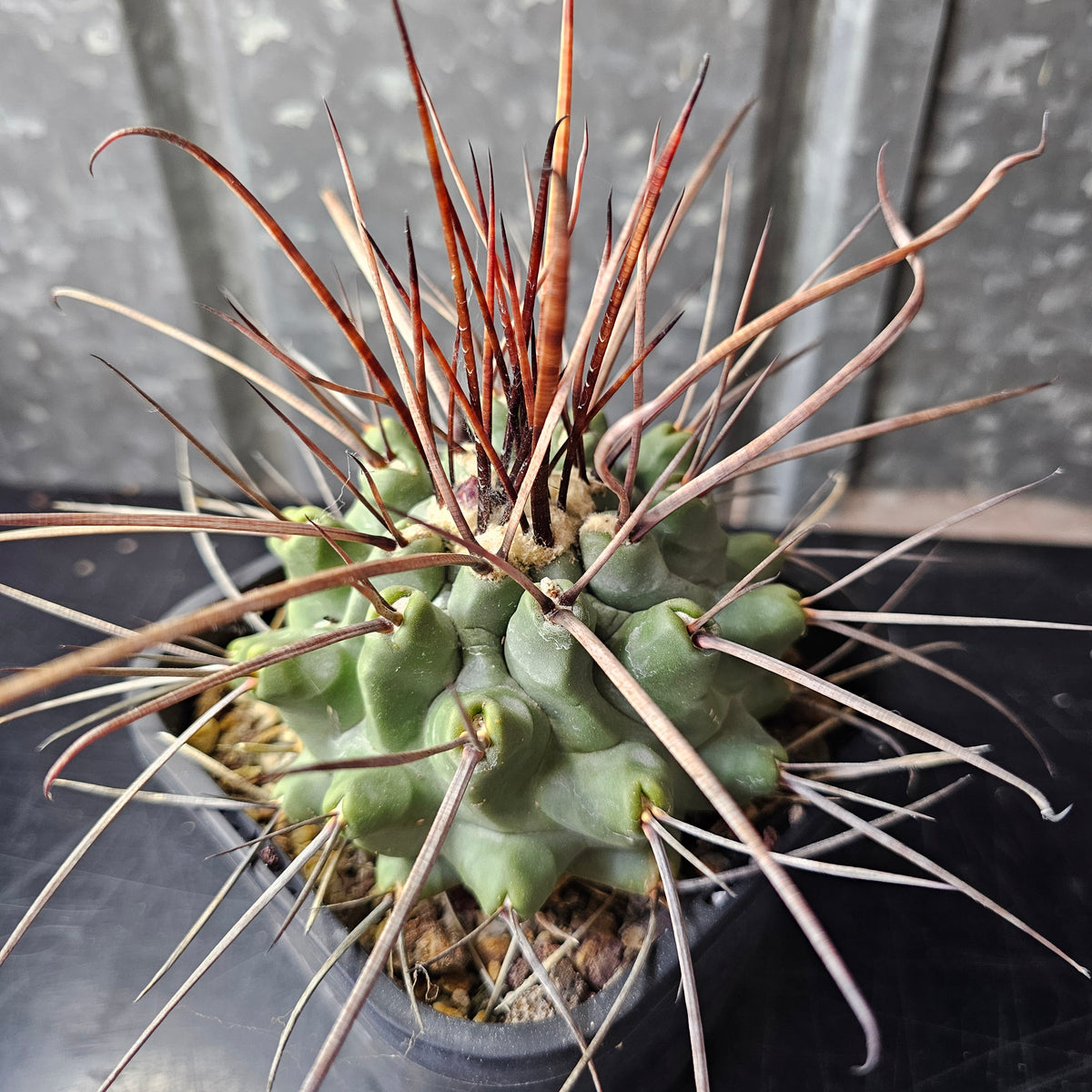 Thelocactus lophothele
