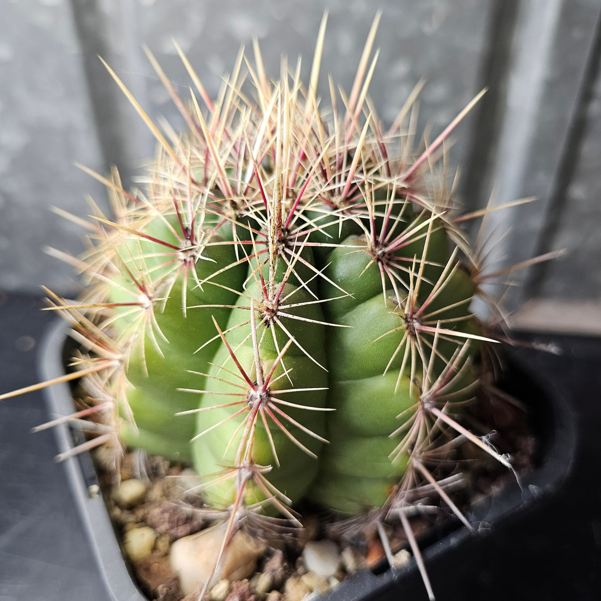Thelocactus sp.