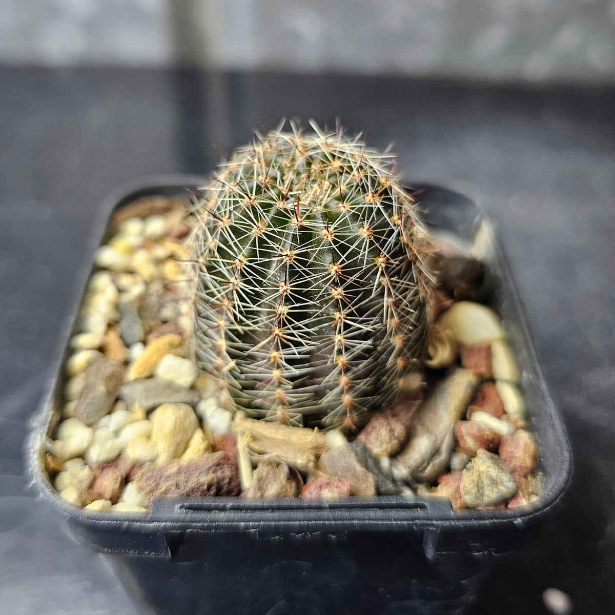 Lobivia cv. Ti Amo