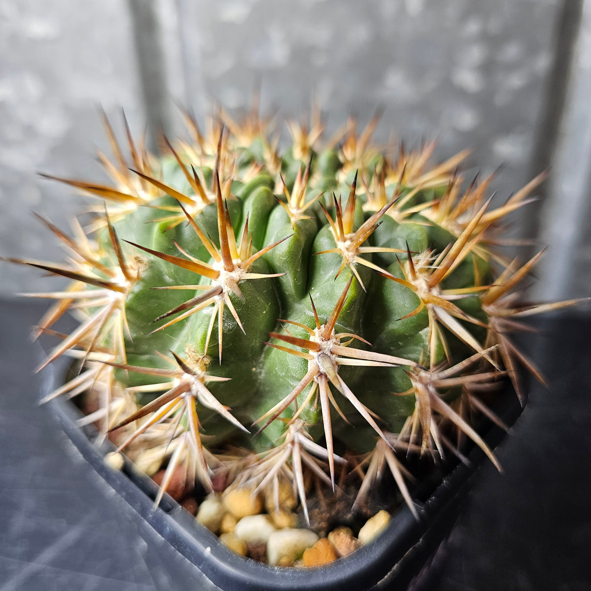 Horridocactus tuberisulcatus
