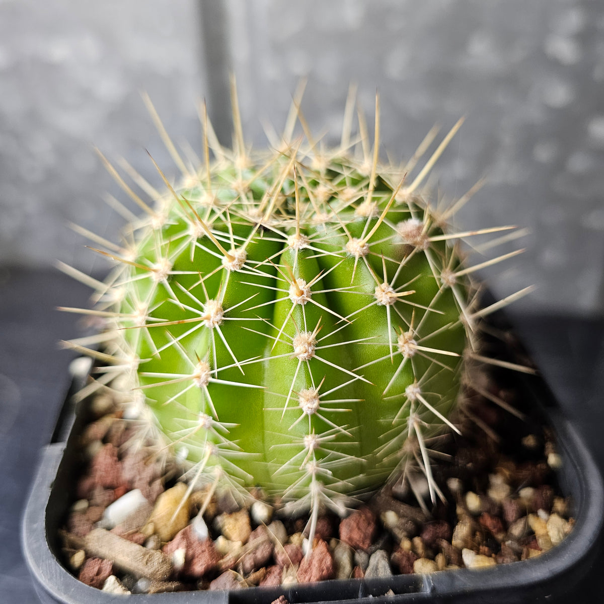 Echinopsis AN Selection 20.232.2