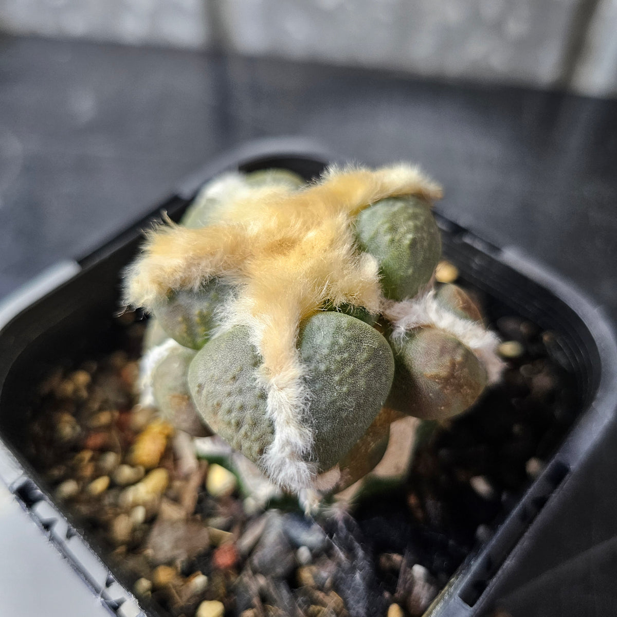 Ariocarpus cv. Maruibo