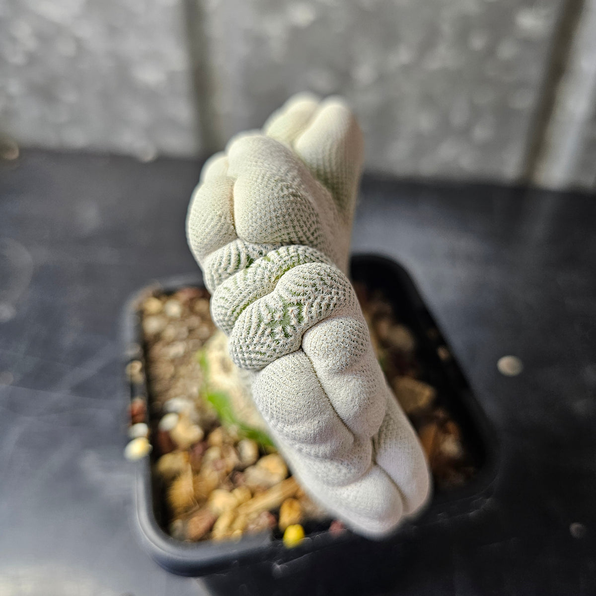 Epithelantha bokei crest