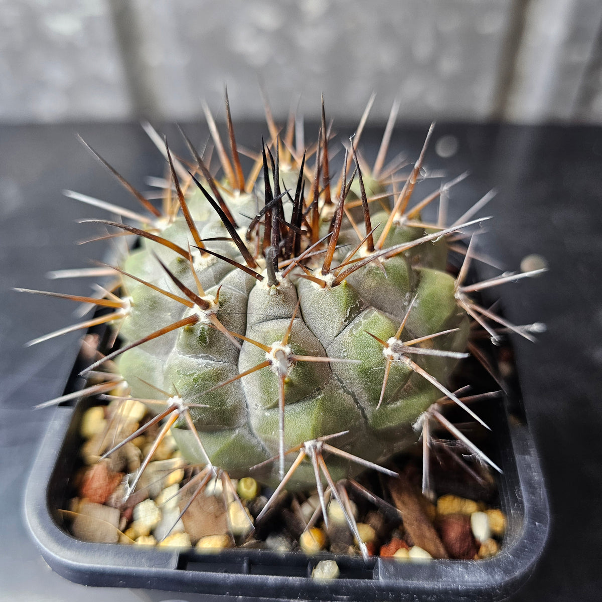 Copiapoa cinerea JN2032 (Qda Taltal)