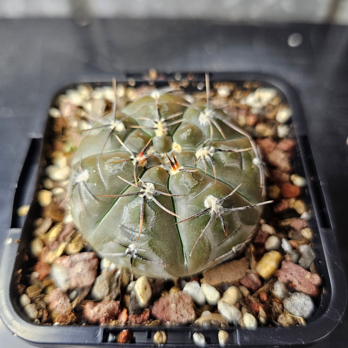 Gymnocalycium berchtii