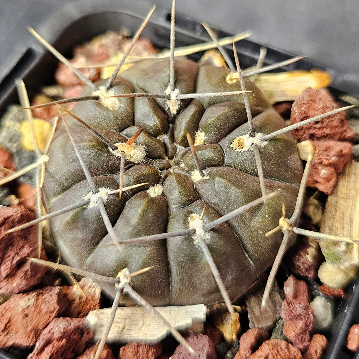 Cactus Bundle – 4 Plants (Select Gymno - Field Collection)
