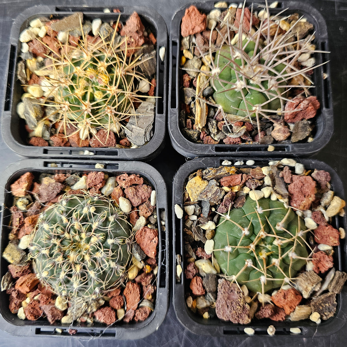 Cactus Bundle – 4 Plants (Gymno Variety Pack)