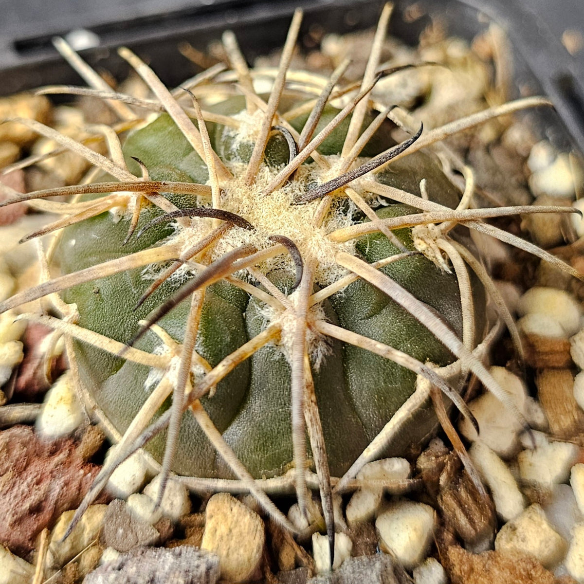 Cactus Bundle – 4 Plants (Supreme Collectors)