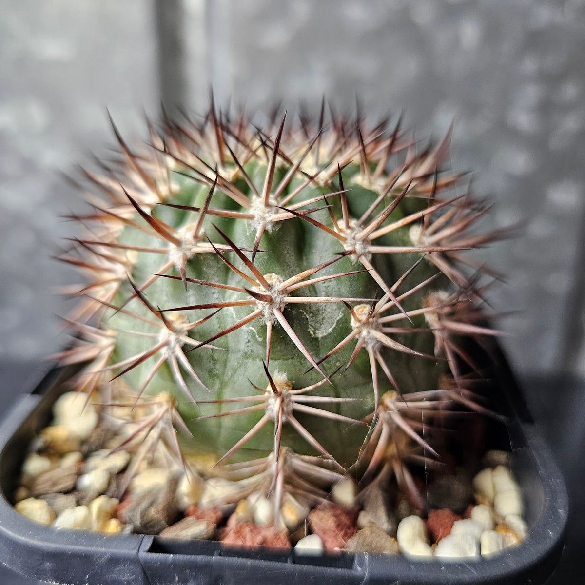 Acanthocalycium ferrarii